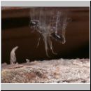 Pemphredon sp Grabwespe 02c 9mm.jpg